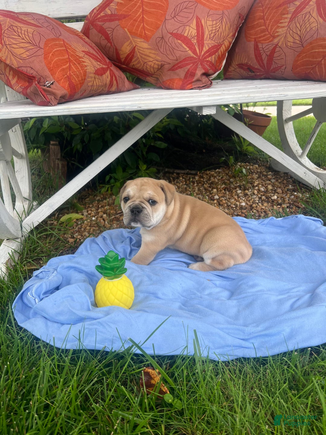 Shar Pei dogs for sale: The Librarian - Image 2