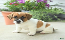 Jack Russell Terrier dogs for sale: Licorice - Image 9