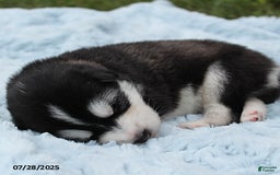 Alaskan Malamute dogs for sale: Lacey - Image 2