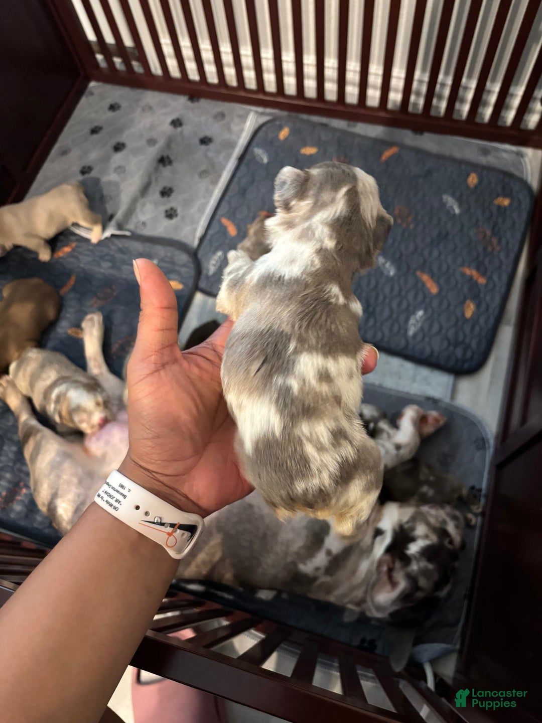 French Bulldog dogs for sale: Gina - Image 4