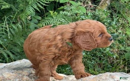Cavapoo dogs for sale: Abby - Image 3