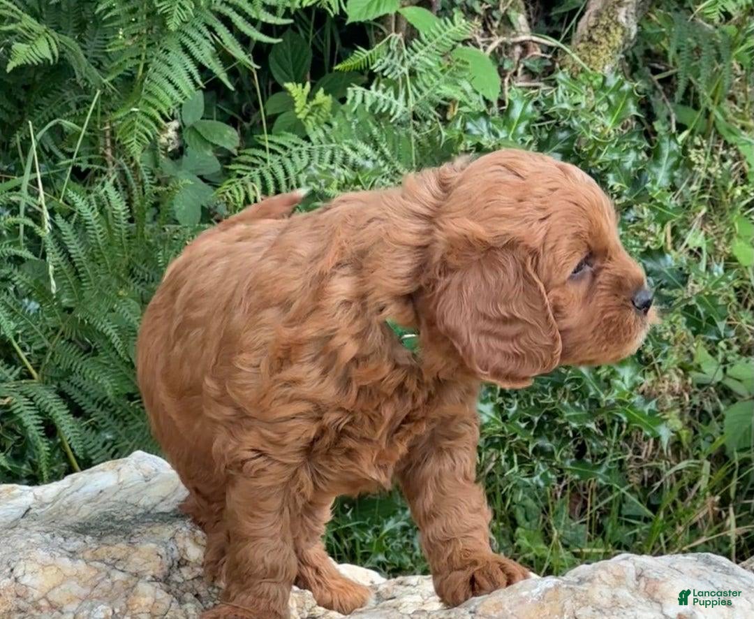 Cavapoo dogs for sale: Abby - Image 3