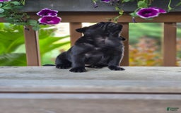 Pug dogs for sale: Lollipop - Image 6