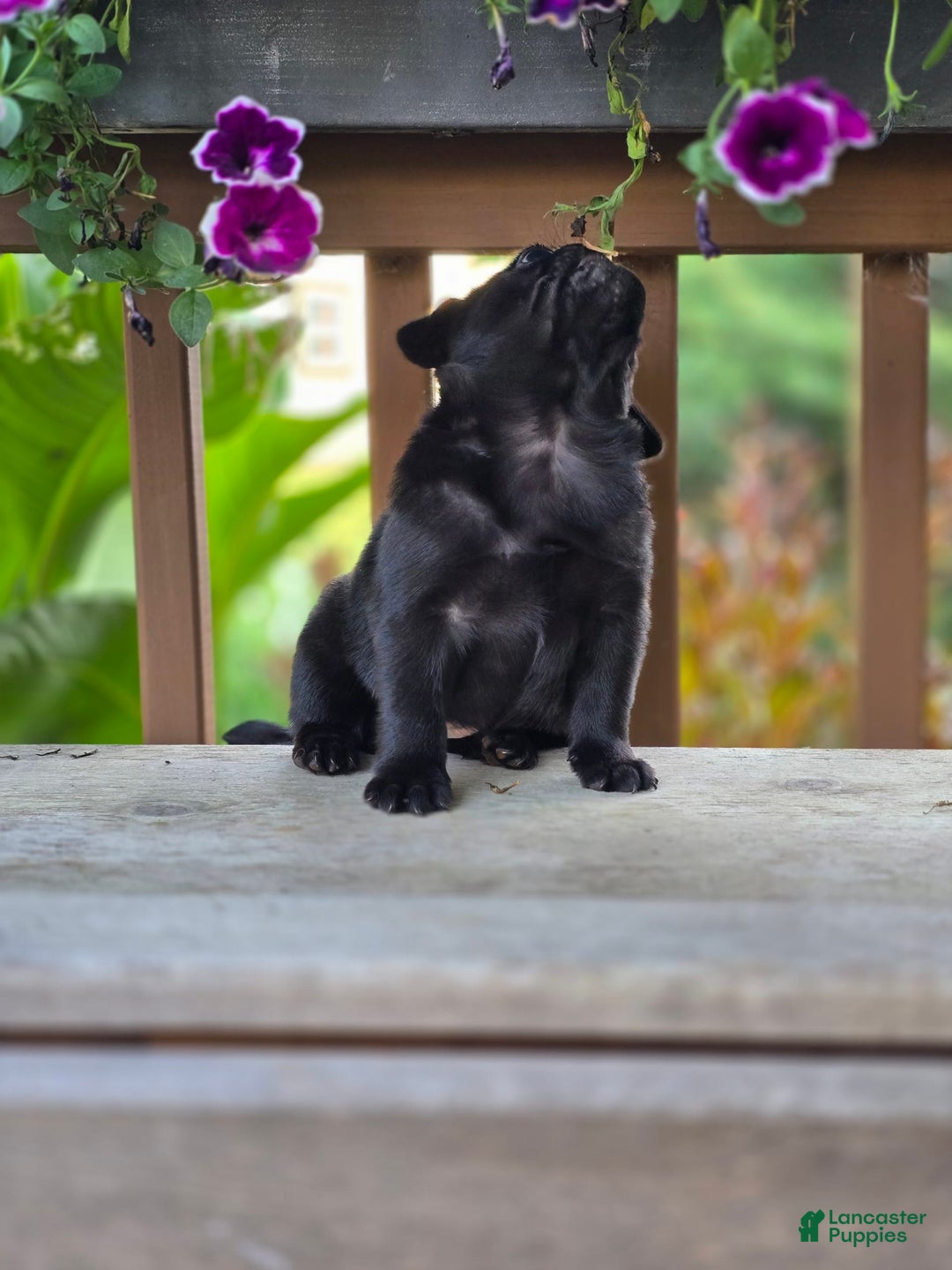 Pug dogs for sale: Lollipop - Image 6