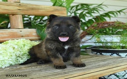 German Shepherd dogs for sale: German Shepherd 10 puppies - Image 7