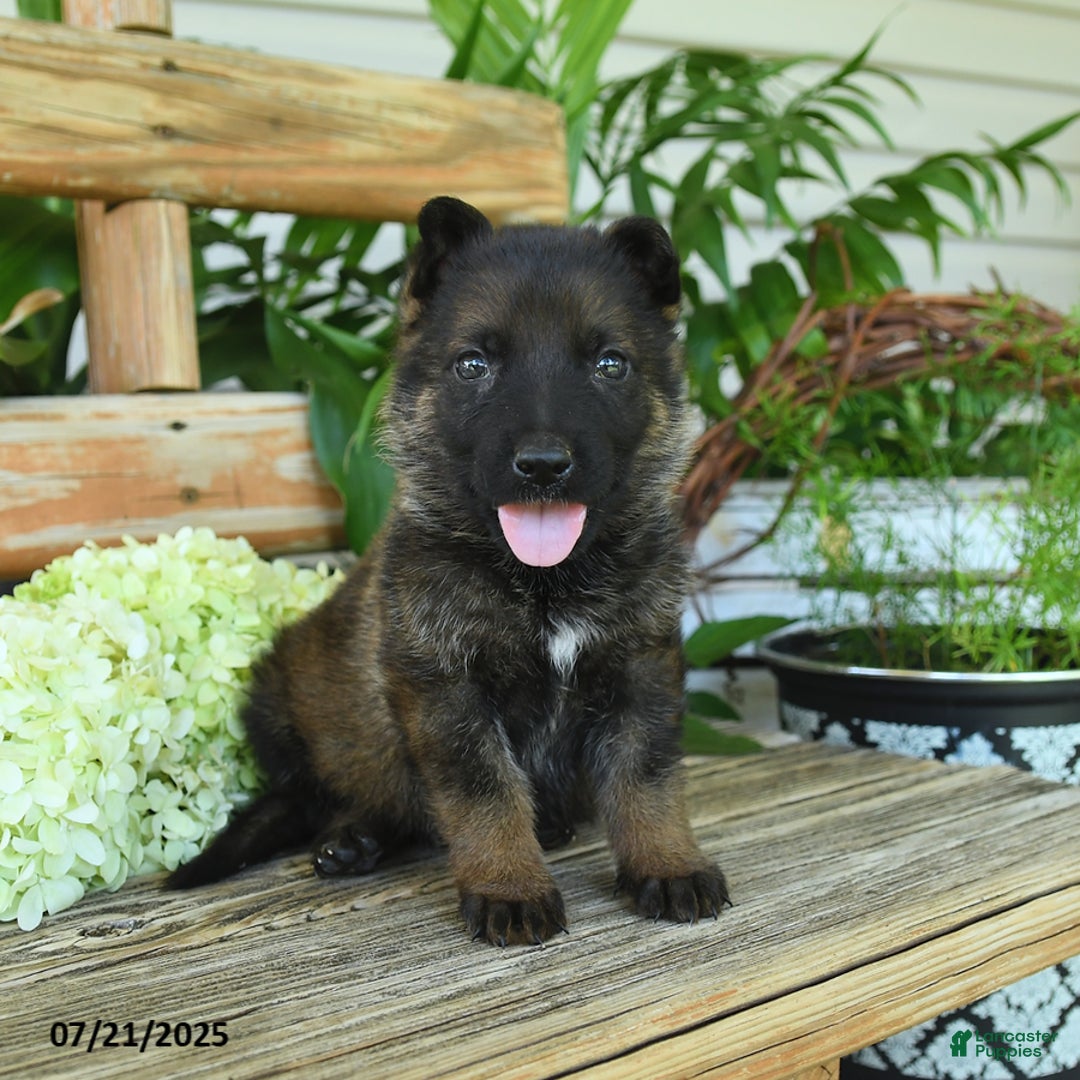 German Shepherd dogs for sale: German Shepherd 10 puppies - Image 7