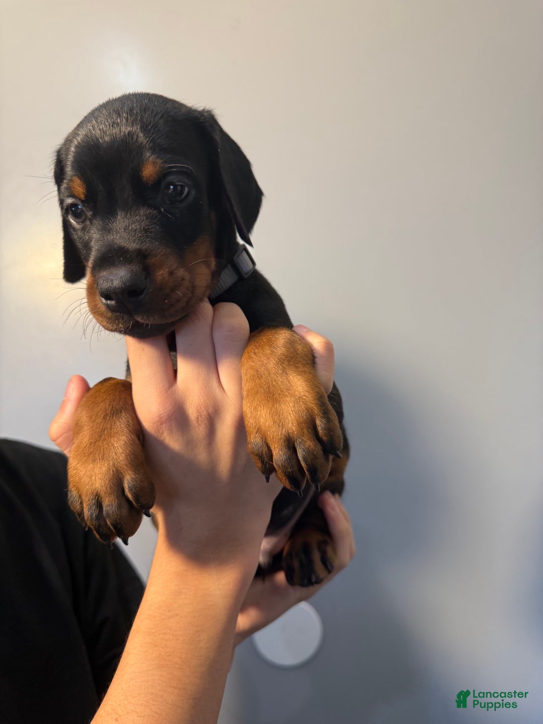 Doberman Pinscher dogs for sale: Grey Collar - Image 5