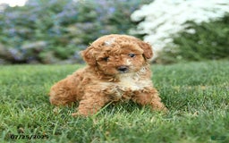 Toy Poodle dogs for sale: Biscotti - Image 1
