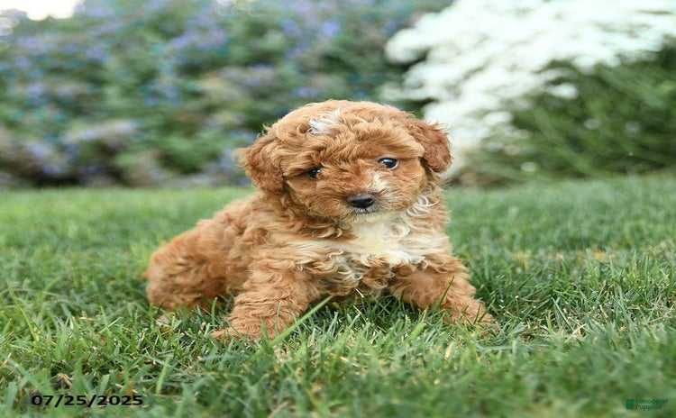 Toy Poodle dogs for sale - Ad 4