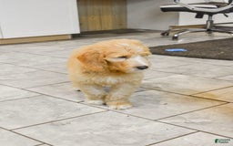 Goldendoodle dogs for sale: Sophie - Image 2