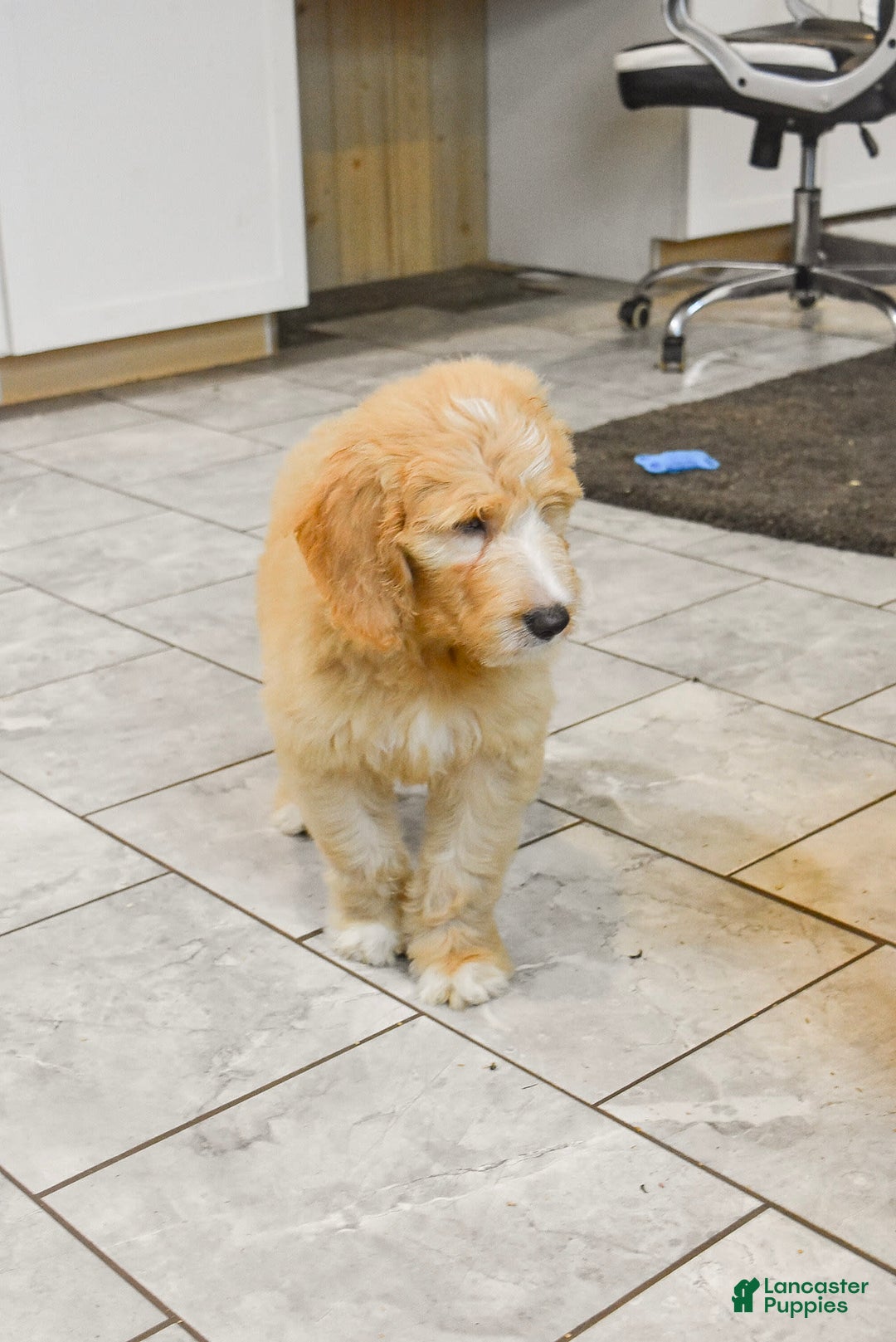 Goldendoodle dogs for sale: Sophie - Image 2