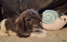 Labradoodle dogs for sale: Horseradish - Image 4