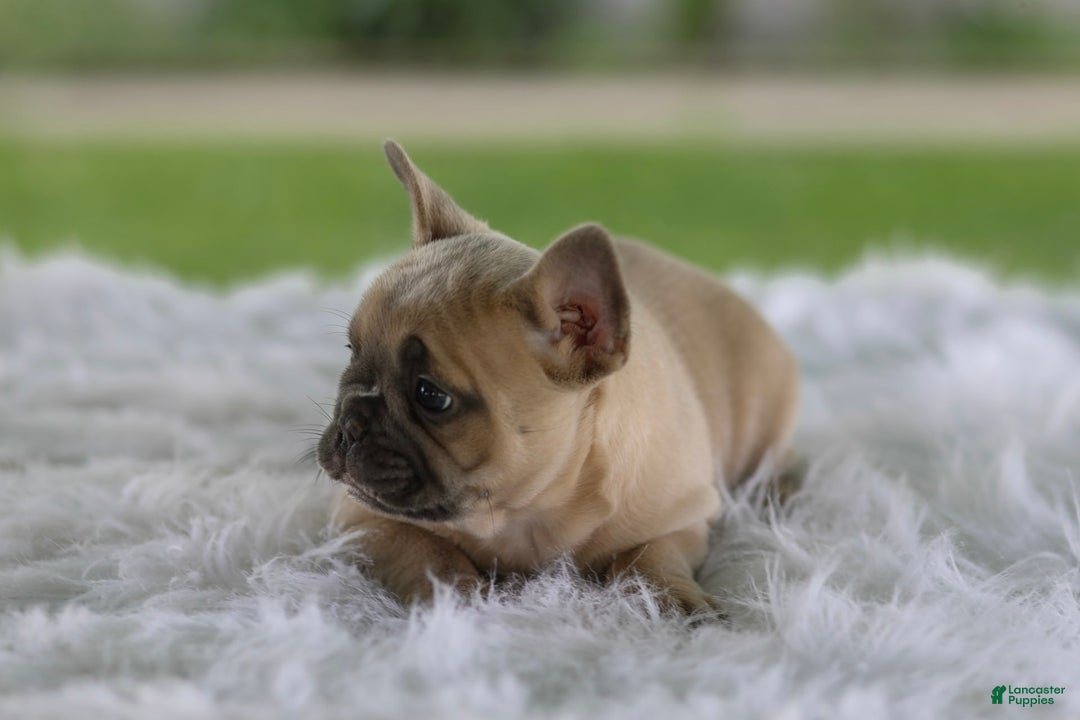 French Bulldog dogs for sale: Tank - Image 8