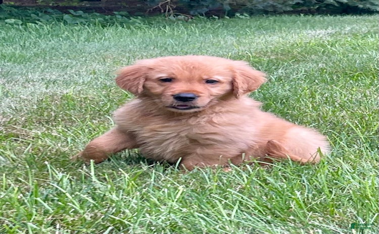 Golden Retriever dogs for sale - Ad 5