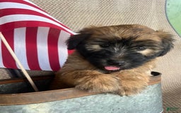 Soft Coated Wheaten Terrier dogs for sale: Molly - Image 6