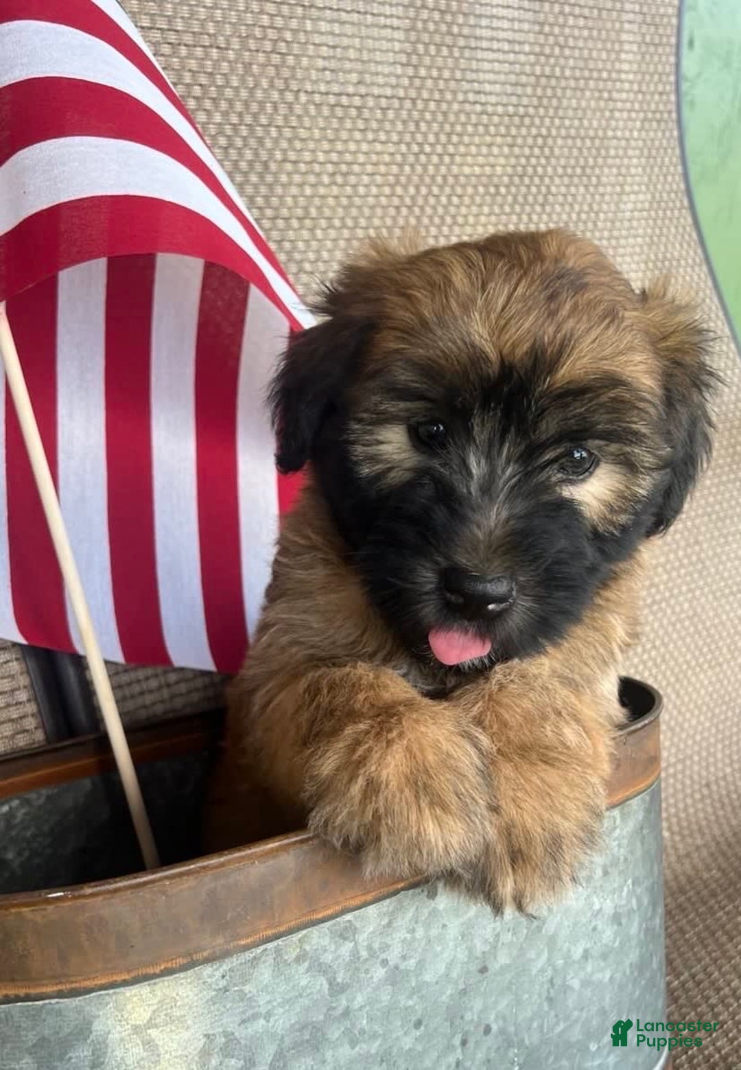 Soft Coated Wheaten Terrier dogs for sale: Molly - Image 6