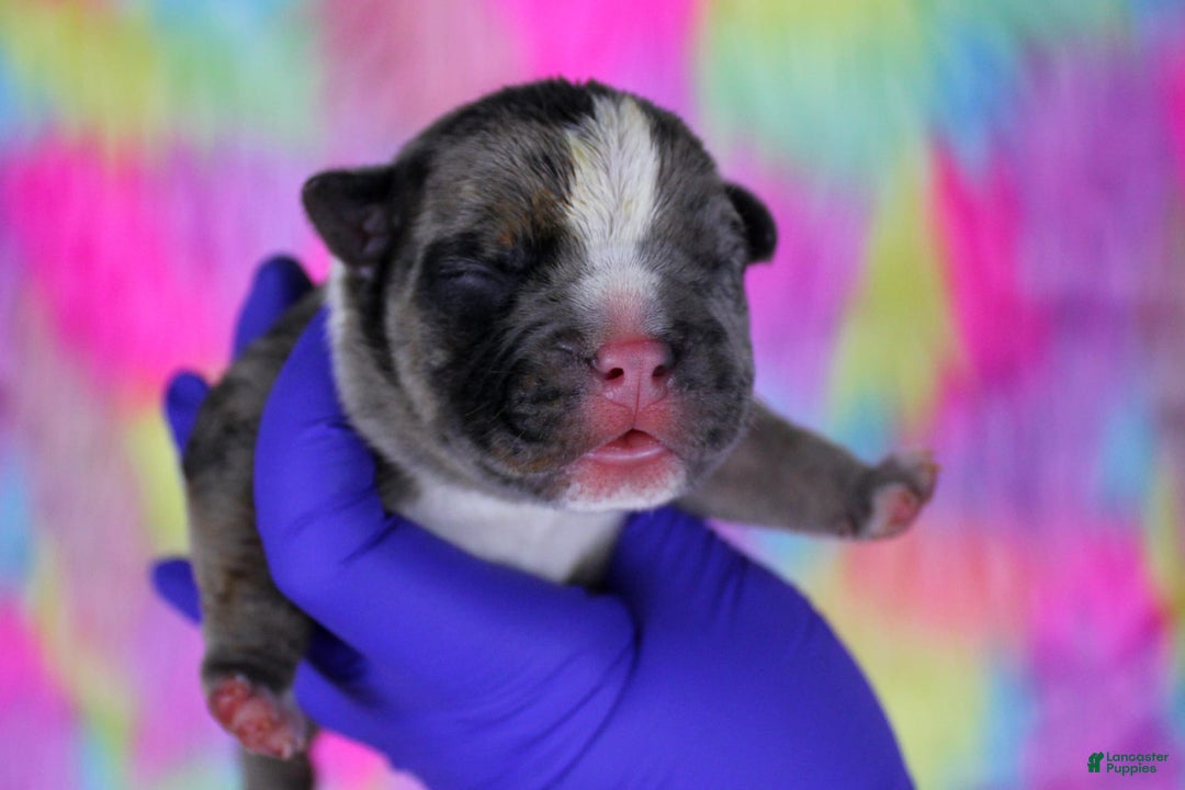 American Bully dogs for sale: Black Brindle Merle Male - Image 13