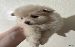 Pomeranian dogs for sale: Coco - Image 4