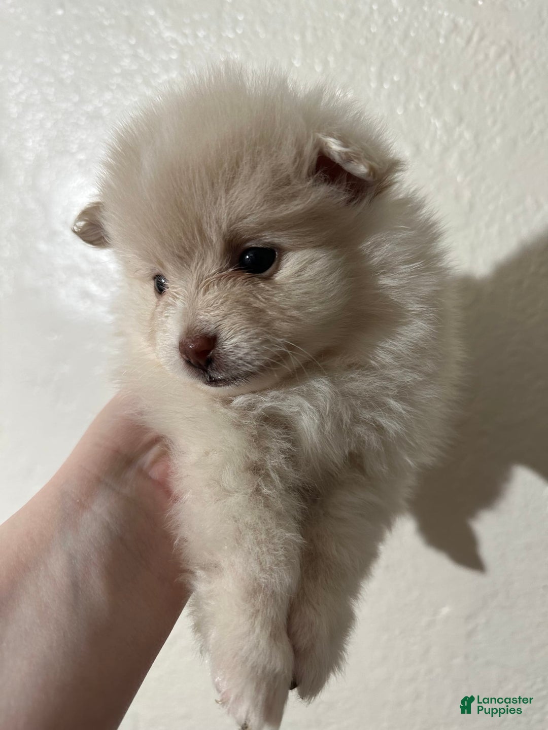 Pomeranian dogs for sale: Coco - Image 4
