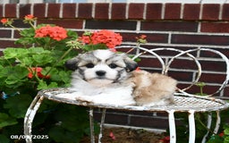 Malshi dogs for sale: Christopher - Image 1