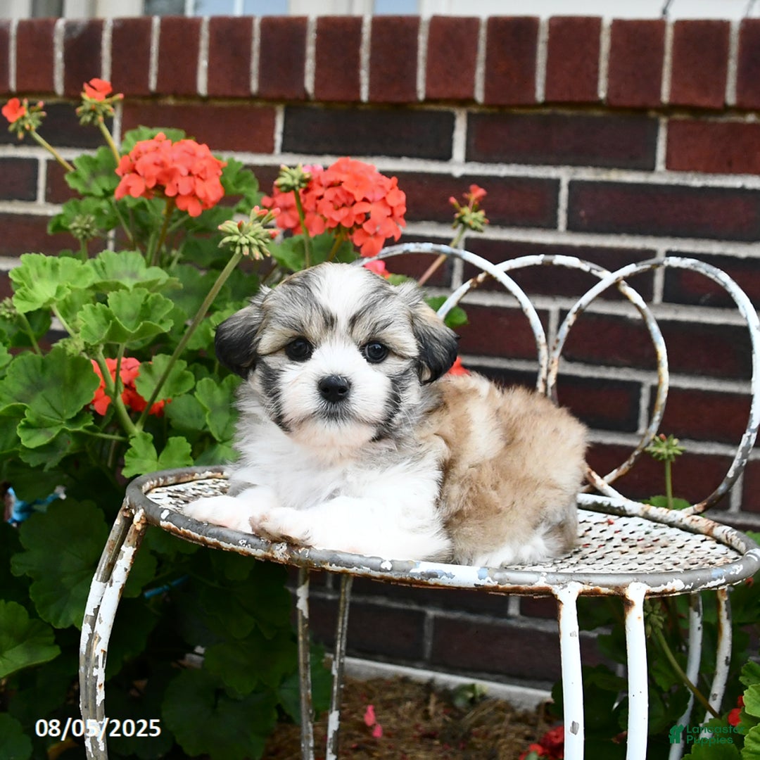 Malshi dogs for sale: Christopher - Image 1