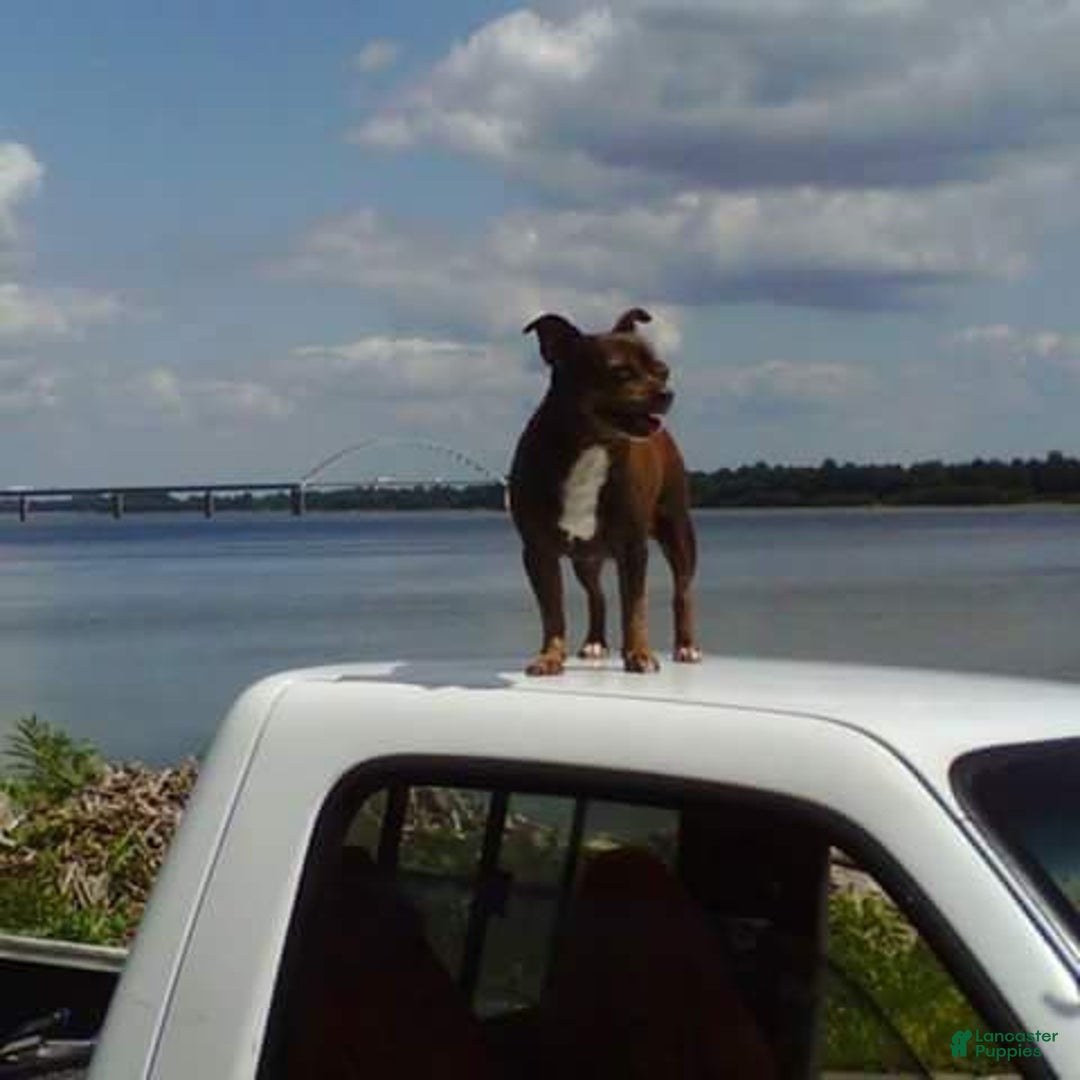 Chihuahua dogs for sale: Nix - Image 18