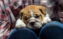 English Bulldog dogs for sale: Rudy - Image 5
