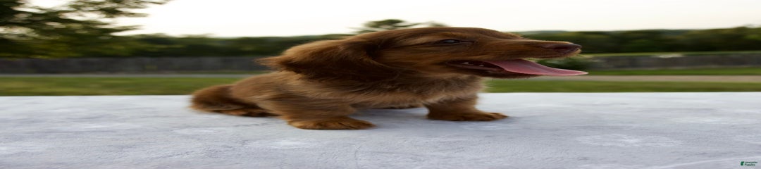 Skye