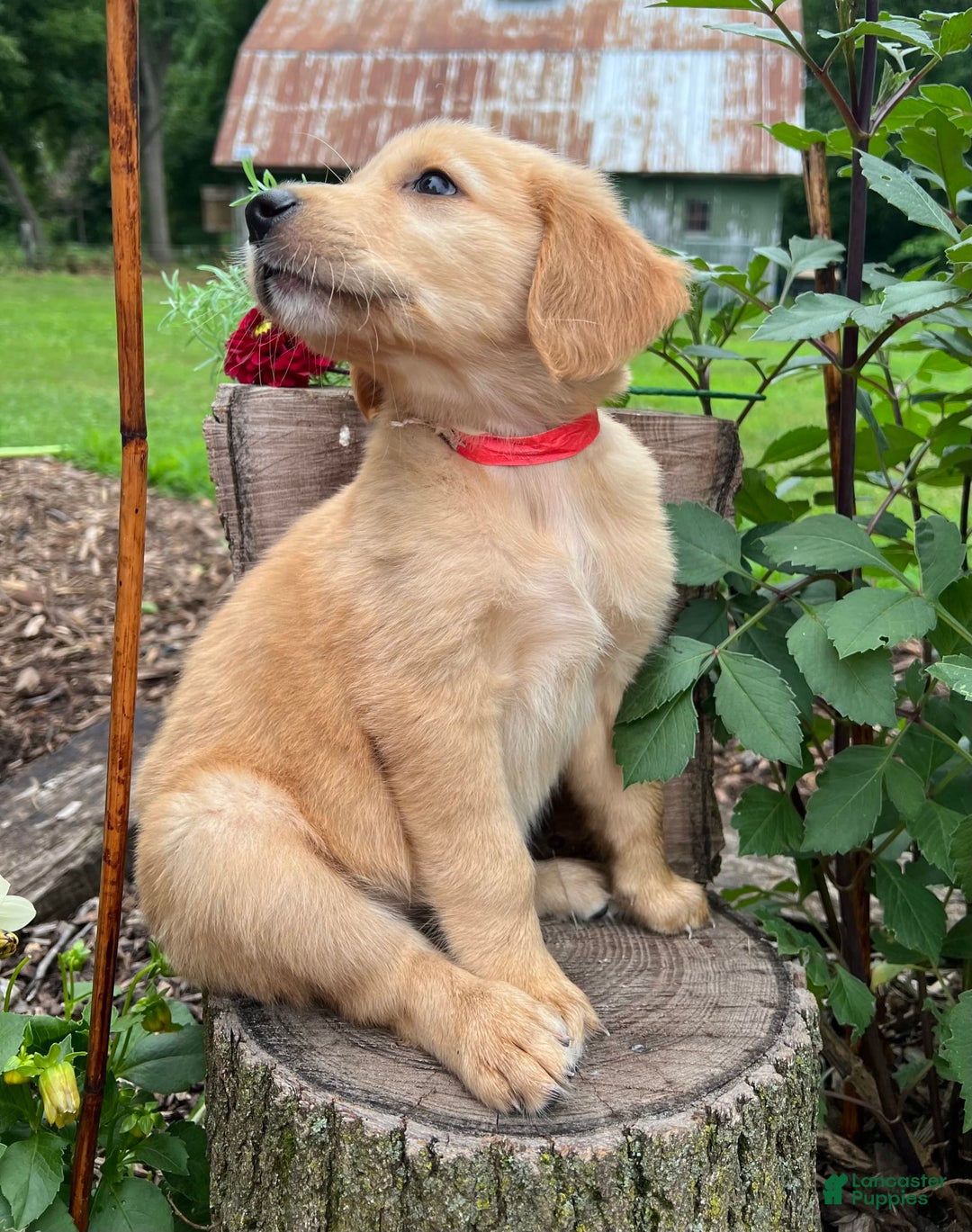 Golden Retriever dogs for sale: Sophie - Image 5