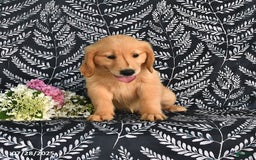 Golden Retriever dogs for sale: Dixie - Image 3