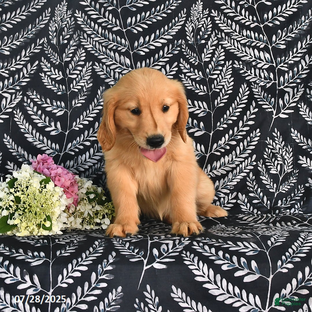 Golden Retriever dogs for sale: Dixie - Image 3