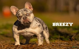 French Bulldog dogs for sale: Breezy - Image 4