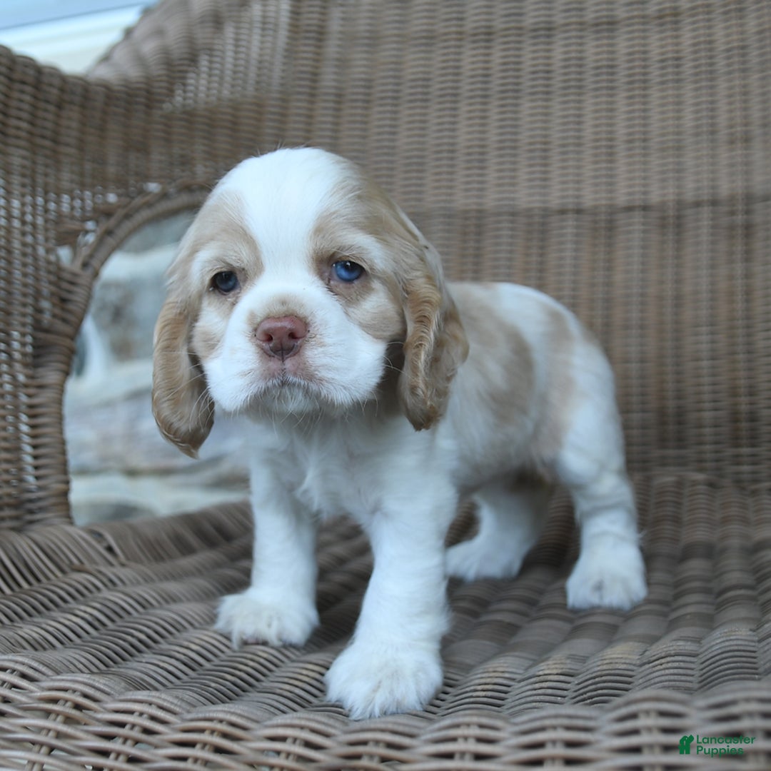 Cocker Spaniel dogs for sale: Rosie - Image 2