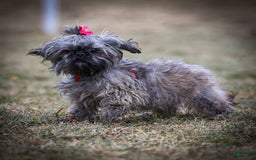 Shihpoo dogs for sale: Colby - Image 2