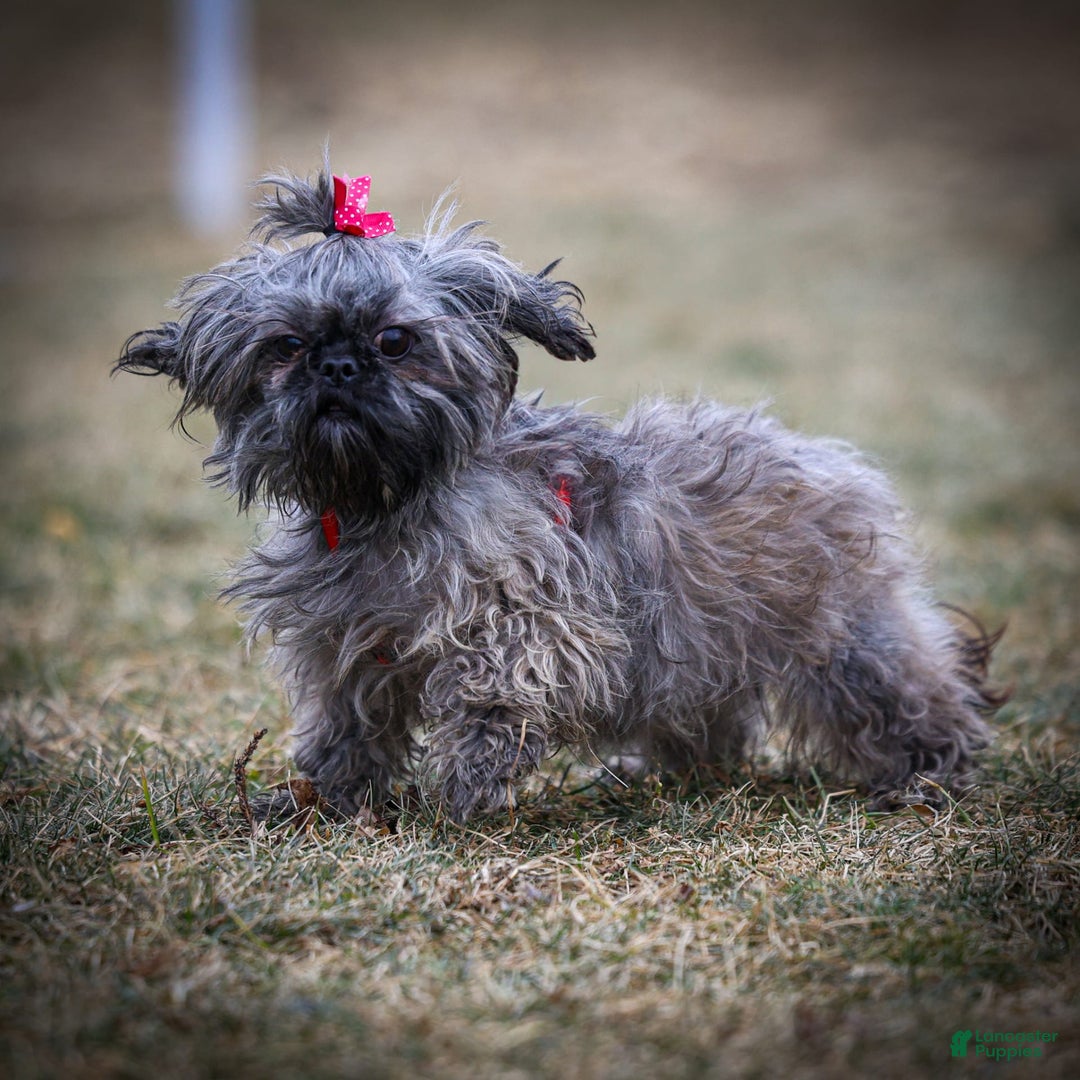 Shihpoo dogs for sale: Colby - Image 2