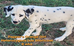 Dalmatian dogs for sale: Peppers Orange Girl - Image 13