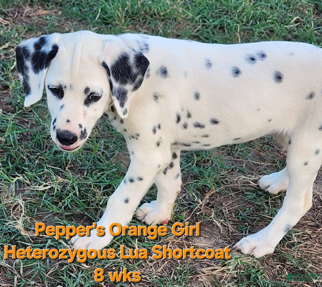 Dalmatian dogs for sale: Peppers Orange Girl - Image 13