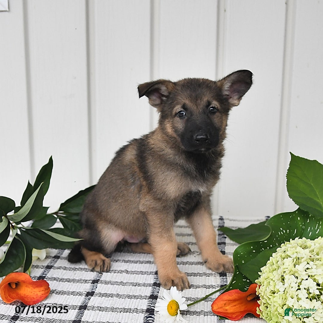 German Shepherd dogs for sale: Delmar - Image 1