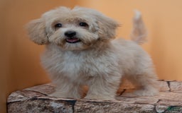 Maltipoo dogs for sale: Agustin - Image 8