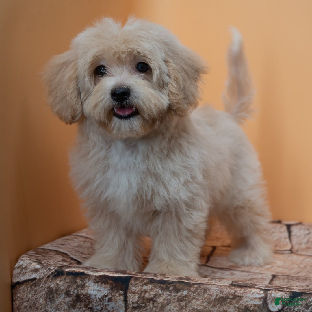 Maltipoo dogs for sale: Agustin - Image 8