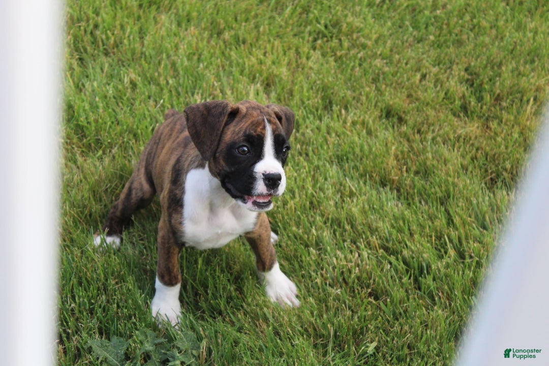 Boxer dogs for sale: Taylor - Image 2