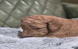 Standard Poodle dogs for sale: Palomino - Image 2