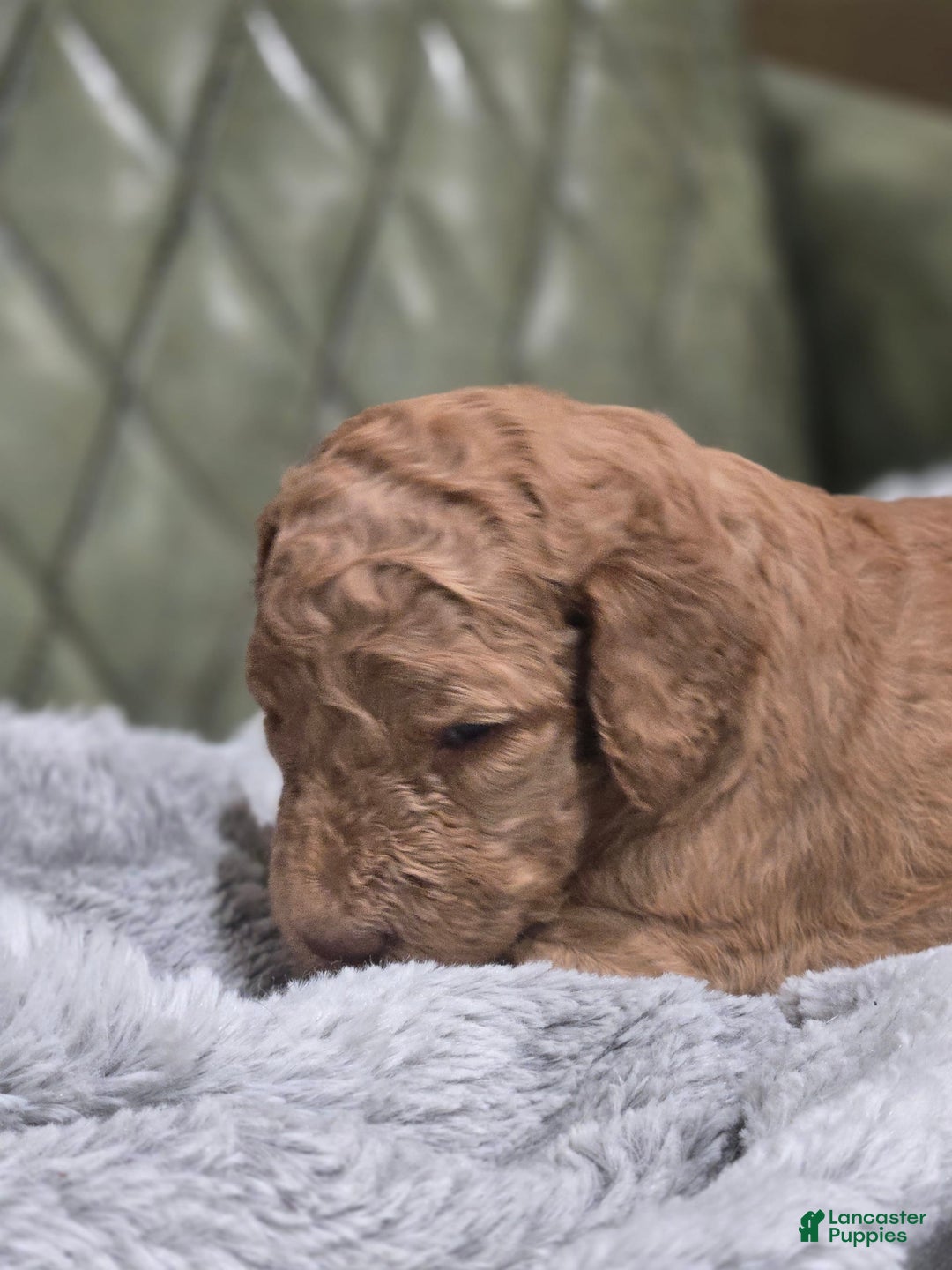 Standard Poodle dogs for sale: Palomino - Image 2