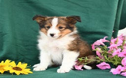 Shetland Sheepdog dogs for sale: Bandit - Image 3