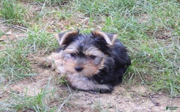 Yorkshire Terrier dogs for sale: Cc - Image 20