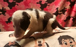 Border Collie dogs for sale: Justi - Image 2