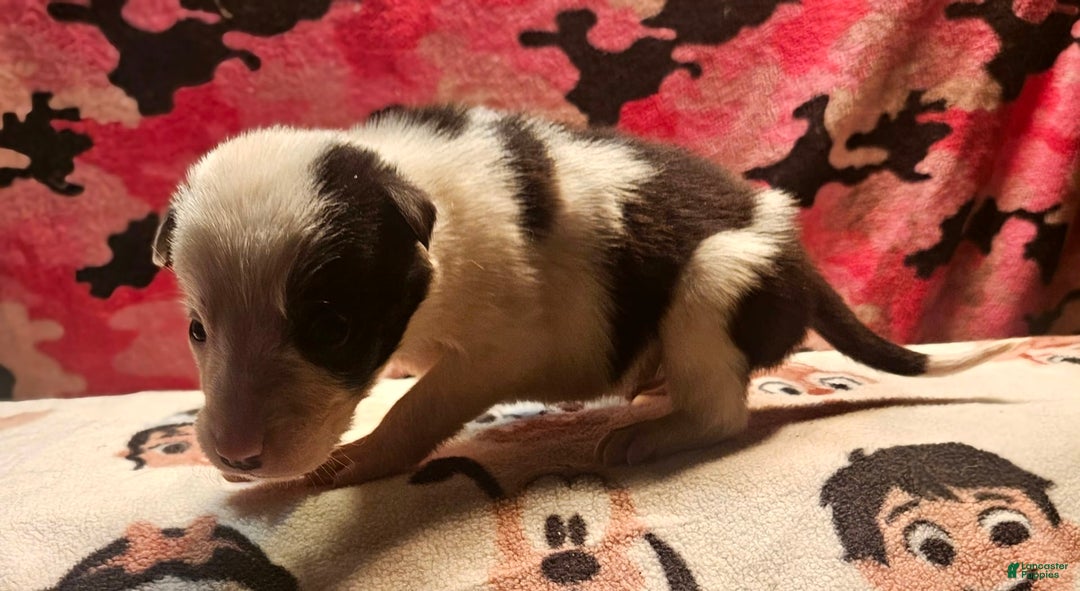 Border Collie dogs for sale: Justi - Image 2