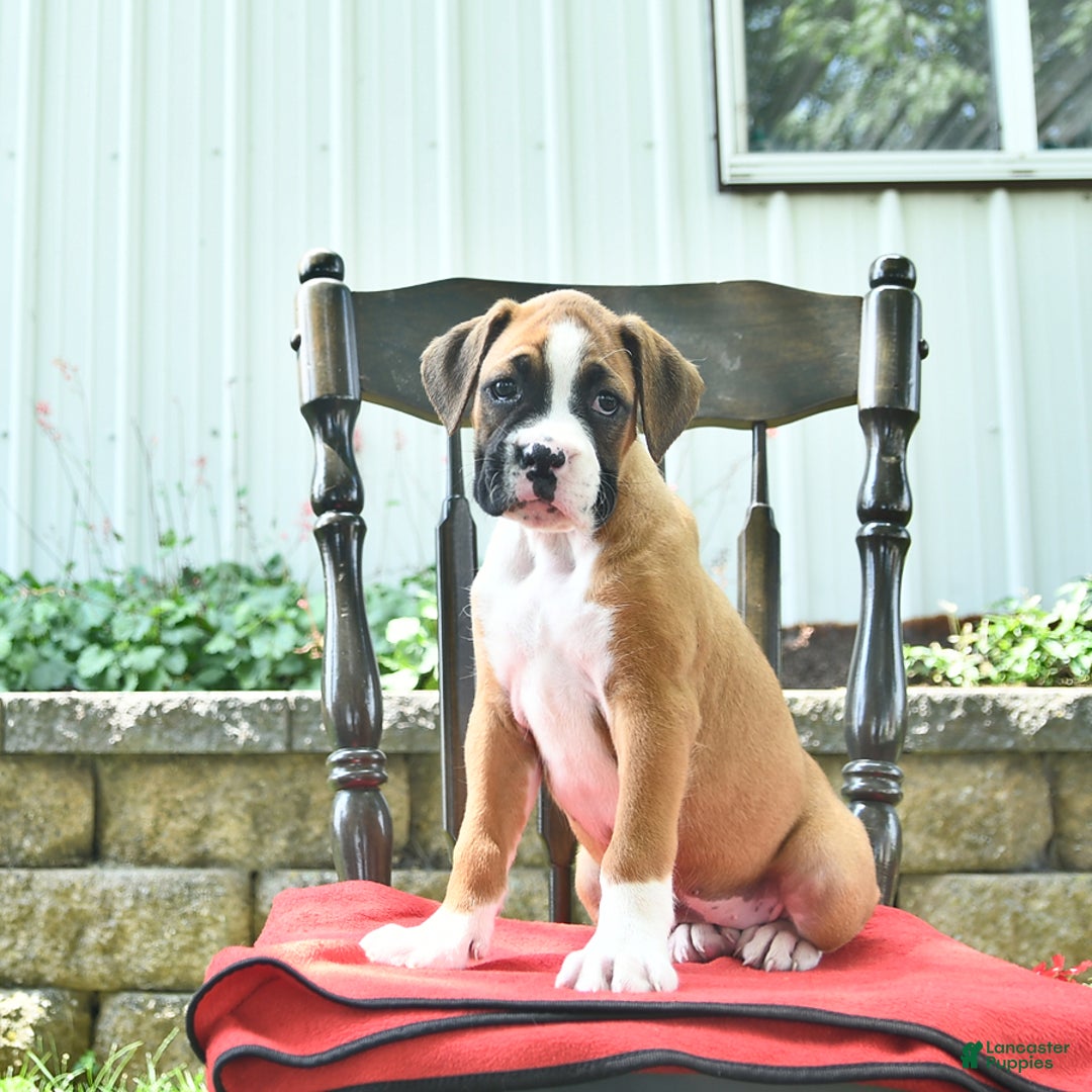 Boxer dogs for sale: Feliz - Image 6