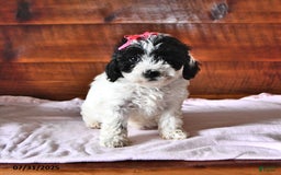 Miniature Poodle dogs for sale: Aster - Image 3