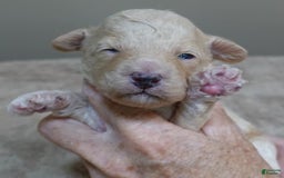 Toy Poodle dogs for sale: Chiki - Image 8